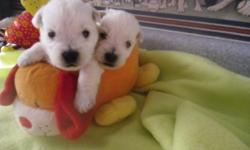 Westie puppies two little females, registered, vaccinations up to date. Ready to go home at eight weeks&nbsp;5/5/14.
Happy, playful little gals!! 573-252-4727