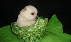 Westie puppies ready to go home 11/7/14. Registered, gorgeous hair coat, vaccinations up to date. Great Little companions. 573-252-4727