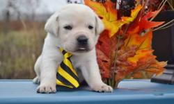These are going to be big, well built, strong, and mellow English Labradors! These babies are going to be calm and well mannered. They are already very well socialized and they are going to make a perfect addition to any type of family. These puppies love
