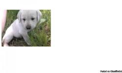 Lab puppies for sale the mom is a american lab(white) and Dad is the English lab(Yellow) we have 2 boys one white and one yellow we also have 4 girls mostly creamy colored.We're located in Sulphur Bluff TX the puppies come with shots and will be ready be