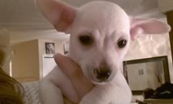 12 week old chihuahua loving and playful lil guy . Re-homing fee of $200 to make sure he goes to a stable home, this includes his food , leash , collar, toys, treats and his blanket .&nbsp;I hate to re home him but I don't have the time for him that he