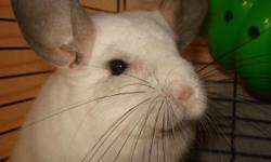White female Chinchilla for adoption; she comes with her large cage. She loves time out of her cage to run around. Older kids are fine, small children frighten her. Email for more info.