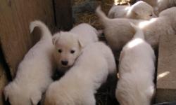 White Shepherd & Husky Mixed Pups..
just 4 left..
these go FAST ..
Mostly Males..
SUPER SOFT and SUPER SWEET!
They are fully vaccinated for their age..
Shot Records Included.. (no rabies yet too young)
These make excellent family pets.. and farm