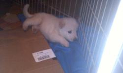 2 females and 1 male white german shepherd puppies for sale for 125 very nice puppiescall me 260-729-1298,,, or 260-729-7804