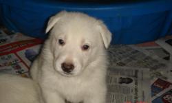 Adorable White Shepherd Puppies for sale!!
Born September 14, 2014 ready to go October 31, 2014 - shots and worming provided
$550 for males
$500 females
Please call - 570-504-8336
&nbsp;
&nbsp;