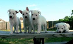 Looking for a pal for life? You've come to right place!
Adorable German Shepherd puppies for sale. They were born on May 21, 2011. Very smart and playful puppies. They love to cuddle and give lots of love. They are not just wonderful company, but also a