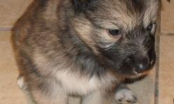 Beautiful Wolf Hybrid Pups, Very Playful and Loving. Don't miss this opportunity to give one of these amazing animals the perfect home. They are an amazing addition to the family. 1 male/6 females. Pictures and information at www.mywolfpups.com or call