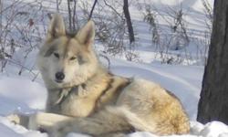High Content North American Timber/Tundra/Shephard - friendly, social, intelligent, highly trainable
prices vary $300. - $650.
whites, black, & silvers available now