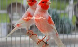 We have the offspring of the "World Champion Red Mosaic Canary from Europe. The picture does not totally capture the awe-inspiring color, size and confirmation of these canaries. When we first received these 2014 babies it was a mind-blowing experience.