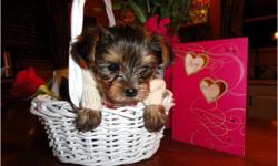 We have Tiny T-Cup Yorkie puppies available, Males and females available, They are AKC reg, vet checked, up to date on all shots and will come with a 1 year health guarantee, These puppies are very friendly with kids and other animals.