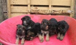have 10 pups avalable 6f and 4m they will be 6wks on feb.3.have first set of shots . dam is reg. akc and wwkc[WORID WIDE KENNEL CLUB]SIRE IS wwkc reg. these pups will have wwkc papers.parents have good temperment and are excellent guard dogs. sire has