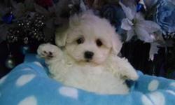 Very gentle and loving little bugs.Non Shedding Maltese/Poodle mix. males and females available.Friendly,gentle,Loving and loyal. Very playful,healthy,socialized.Up to date on Shots,Dewormed,come with a written health guarantee.Please call for our store