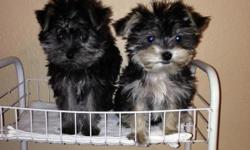 I have a pair of beautiful morkies!!!! Both are males 13 weeks old with shots and dewormed. Mom is a silver yorkie and dad is a beautiful tcup maltese. Puppies will grow up to be about 3-4 lbs and will change hair color. for more info call )- )-