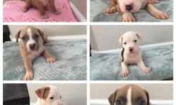 condition:&nbsp;new
I have beautiful healthy xxl blue nose pits
6 week old puppies
Very nice looking dogs with unique colors and stripes..4 of them are TRI color
Looking for good responsible adults for these dogs with a good home!!
Rehoming fee is 350 per