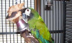 Ziggy needs a home he plays peek a boo talks a little and for a bird he is very quite.