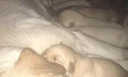 &nbsp;We have 4 Puppies left 2 girls and 2 boys They&nbsp;are farm and family raised. They are use to many different animals and critters but also they get to train for hunting, All puppies come with 2 months of free training sessions. They are pure bred