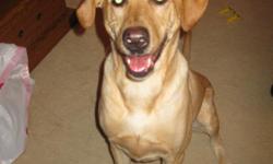 Sasha is a 70 pound, 5 year old, yellow lab. She's lived with us since she turned 1 and has grown up with our 2 young children. She is spayed and just visited vet for shots this July. Sasha is great with kids and other dogs. She has been through basic