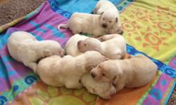 I have 6 males and 1 female yellow labrador puppies that will be available the week of November 11th.&nbsp; They will have there first well puppy check up and first set of puppy shots done at 6 weeks old.&nbsp; They were born on September 21st.&nbsp; Mom