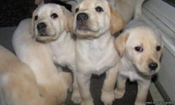 AKC and OFA Certified.&nbsp; 7 weeks old and ready to go home!
3 males and 3 females
Erie, CO
Call Will at 303-434-2052
&nbsp;