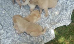 akc registered with full rights... 5 males 1 female left... parents on premises..... taking deposits
