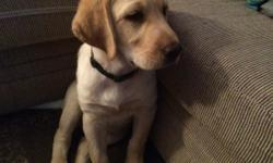 Yellow lab puppy for sale. &nbsp;Born 3/10/16. Has shots and AKC papers. &nbsp;Very cute and loving. Well socialized with children and other pets. &nbsp;Needs a forever home&nbsp;