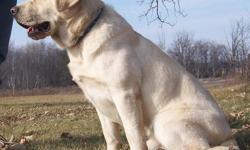 ICE IS AKC REGISTERED AND HAS 2&nbsp;JUNIOR HUNTER RIBBONS, WILL FINISH THIS YEAR. HE IS HIPS & ELBOW'S CLEAR, EYE'S CERFED, EIC/CNM CLEAR. HE IS ALMOST WHITE IN COLOR AND IS 85LBS. YOU CAN SEE MORE PICTURES AND HIS PED. ON MY WEB SITE www.hvlabradors.com