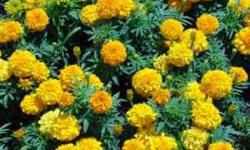 These yellow marigold seeds were harvested from plants grown last year. They were harvested in the fall, and dried over the winter. These marigolds are hearty, and can be used as a natural deterent for pests in the garden. We use these in cross planting,