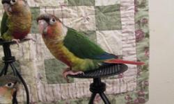 ONLY ONE LEFT---BUYER DECIDED ON THE PINEAPPLE BABY
I HAVE 5 NEW 10 DAYS OLD yellow sided green cheek Conure babies, ( That will Be Ready in April )
Has on a very healthy diet of Higgins all Natural Intune Pellets, Higgins Parrot seed mix with fruits and