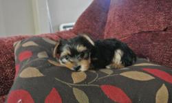 Full Breed adroble Tiny yorkies ready for a new home! Vet checked tails docked first shots! Female and Male available&nbsp;
