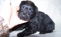 i have 1 male solid black yorki poo he is 10 weeks old and will be about 7lbs when full grown