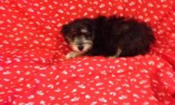 Sweet loving puppy male playful and loving. Up to date on shots and deworming.