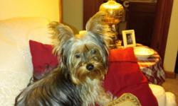 Male yorkie has all puppy shots DOB 03/22/2013 very playfull &nbsp;loves children and other dogs please call or text -- &nbsp; no email please