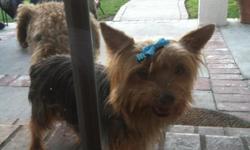 yorkie female, 4years old. ACA registered. great health!! up to date on shots.&nbsp;we've owned her since she was a baby but we just dont have the time and attention she needs. we love her very much and would like her to go to a great family that will