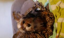 Female 6 month yorkie for sale
Very sweet and loving
Need shots and a new home moving to new home