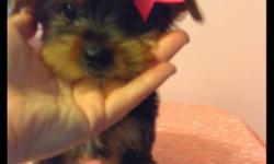 Meet Star she is a gorgeous little girl yorkie. She is named star because she has a white spot on her chest. She is teeny. She was born at 3 ounces. She has had her tail docked to show length and dewclaws removed. She is charting 5-6 pounds adult weight.