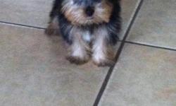 Cute, must see, yorkie male 10 weeks old, shots and dewormed, Ckc papers. Call or text for more information: 305)2826355