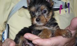One yorkie male, born April 18, 2014.&nbsp; Mother, 5.5 lbs and sire is 4.4 lbs.&nbsp; Mother is a party carrier.&nbsp; Asking $200 without papers.&nbsp; AKC Registered.&nbsp; Has had all shots, except rabies.&nbsp; Had 3rd vet visit July 22, weighs 4.9