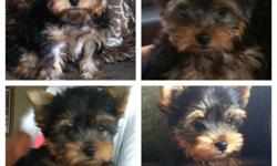 very cute tiny yorkie male. will be under 4lbs garrenteed!! father is 3.5, mother 6lbs. mother on premises. ACA registed (papers)Teddy bear face, full hair. short legs, compacted body. perfect size ears. almost potty trained. born 7/4/12 so he is about