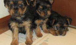 AKC registered as pets: &nbsp;Cute little yorkie male pup for $800 and female for $1000. &nbsp;They may end up blue and gold but right now &nbsp;they are black and tan. &nbsp;They come with a first shot and worming. &nbsp;The male should mature around 5
