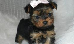 SOOOO Tiny Akc and dna tested tcup yorkies 1boy and 1 girl first 2 shots black and gold babydoll faces
1year health guarentee. and a puppy pack $800/$850
--