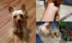 Yorkie for sale, super cute!! He has got its chip and vaccines