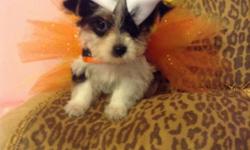 This stunning rare parti yorkie is a baby girl. She was born at just 3 ounces. She is charting 3pounds range as an adult. She has a lovely silky coat. She has the perfect parti mask too. Mom is parti and dad is parti carrier Both parents are AKC. Pet
