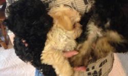 I HAVE TWO YORKIE POO PUPS - ONE BLACK/ ONE BALCK AND TAN .THEY HAVE HAD 1ST AND 2ND SHOTS , BEEN WORMED AND HAD DEW CLAWS REMOVED AND TAILS DOCKED . THESE ADORABLE GUYS ARE JUST UNDER 3 LBS. AND I DON'T EXPECT THEM TO GET MUCH MORE THAN 5 LBS.