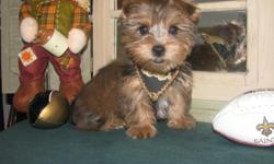 Beautiful Black/Gold Yorkie male. Full of Gold Highlights. Chest&nbsp; has&nbsp;some White just Georgeous. He is 12 weeks old , up to date on shots, worming . He is $300 Pet Only no papers. or $450. AKC Pet Only Registrations. will be around 7 lbs. Both