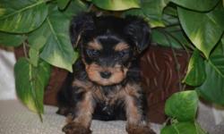 We have four sweet baby yorkies for sale. I am with Noble Yorkies and we are a small breeder with quality AKC Yorkshire Terrier puppies. We have two girls and two boys. Please see our site for more info at www.nobleyorkies.com or to contact us. Our