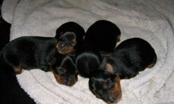 I have 1 male and 3 female Yorkie puppies that will be looking for their furever homes May 5, 2015. They are black with brown markings. UKC registered. Hypo allergic. Tails docked and dewclaws removed. Will have first set of shots before adoption.