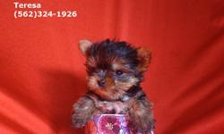 Yorkie Puppies - 10 weeks old - $599
Beautiful Yorkie puppies ready to go to a loving home. Puppies are 10&nbsp;weeks old (Born Jan 28, 2015). They are happy and playful with all their vaccinations up to date. Boys and girls available. Prices starting at