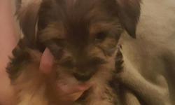 We have 3 beautiful yorkie puppies that will be available by September. All puppies are CKC registered tales docked and come with current vaccinations. Reserve yours today these puppies won't last long. Puppies born 6/21/2016
