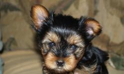 2 male yorkie puppies,CKC registered,vet checked and shots up to date, cute and friendly, ready to go price $550 call 717-776-7708 for inquiries or questions