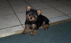 2 male yorkie puppies,CKC,vet checked. Up to date on shots. Cute and friendly. Home raised, with parents.Ready for a new home. Call for inquires.